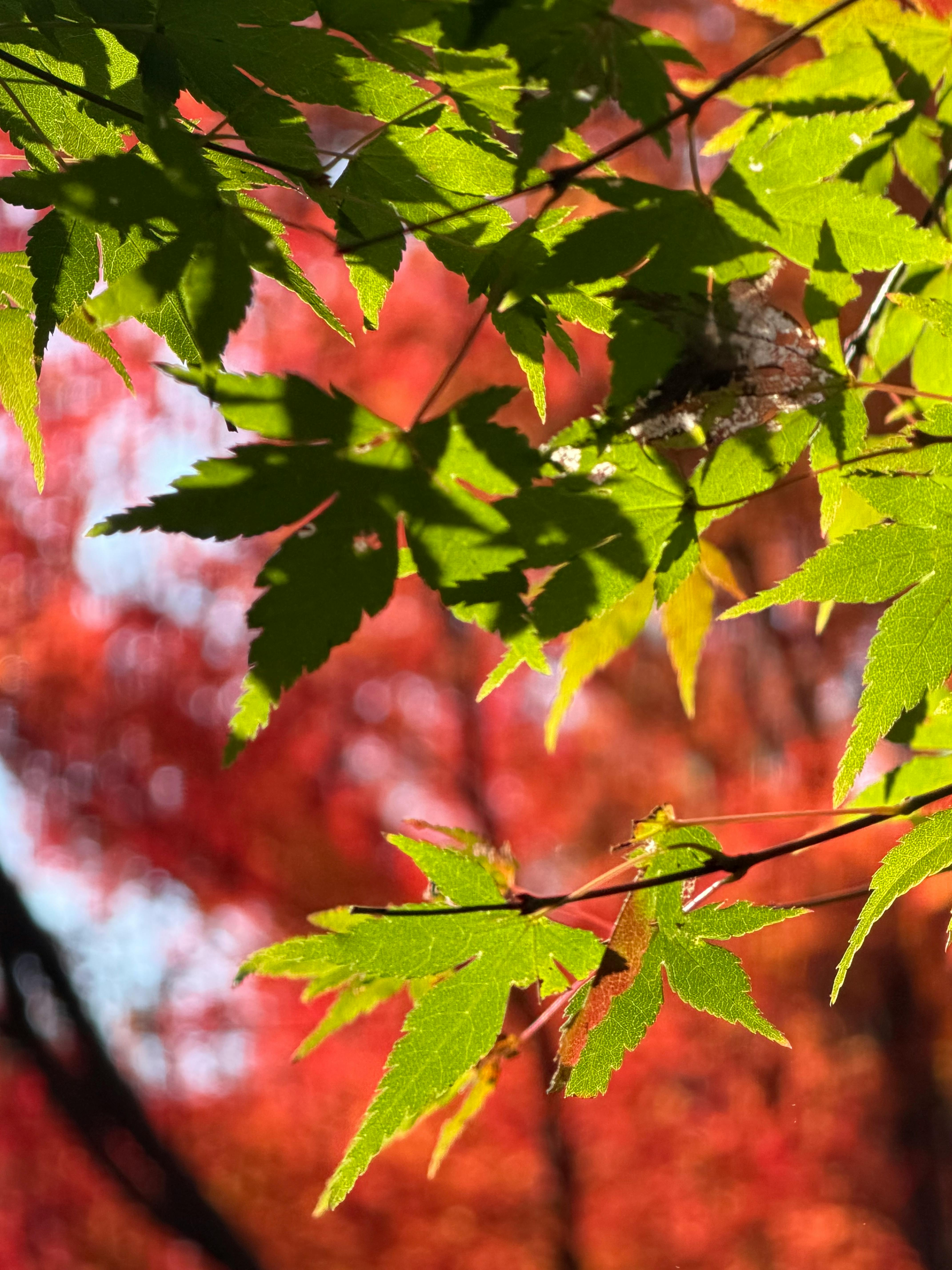 发改委：基础设施REITs持续扩围，城市更新设施、酒店、体育场馆等将纳入范畴